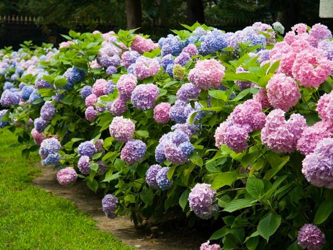 Wide angle of hydrangeas in the garden