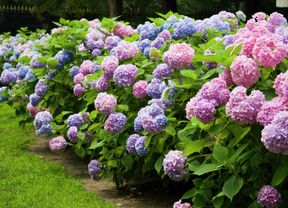 Colourful hydrangea flowers in the garden