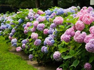 Colourful hydrangea flowers in the garden