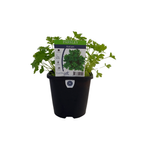 95mm Italian Parsley - Petroselinum crispum Neapolitanum