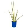 140mm Butterfly Iris - Dietes iridioides