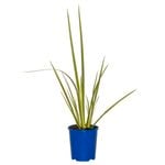 140mm Butterfly Iris - Dietes iridioides