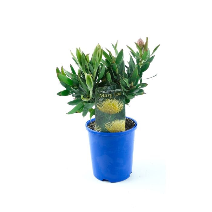 150mm Pincushion - Leucospermum 'Mary Lou'