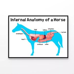 Internal Anatomy of a Horse  Print 100% Australian Made 120x90cm  (Poster)
