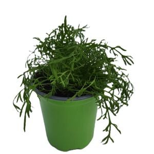 90mm Nudo Herbs German Chamomile - Matricaria chamomilla 