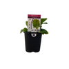 95mm Spinach Perpetual - Beta vulgaris