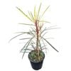 3.3L Pseudopanax Fiddlesticks