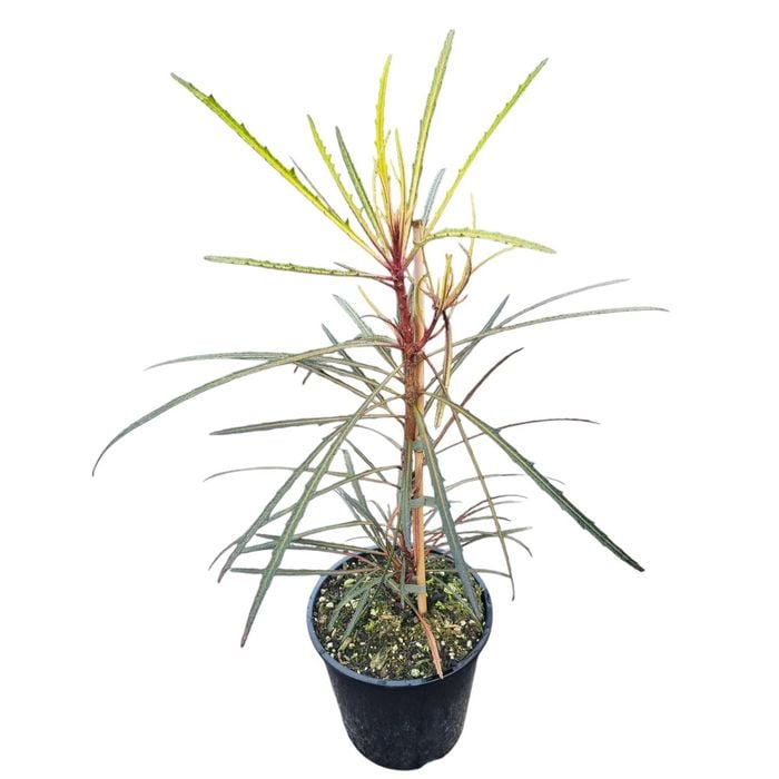 3.3L Pseudopanax Fiddlesticks