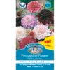 Mr Fothergill's Pincushion Scabious Mixed Seeds