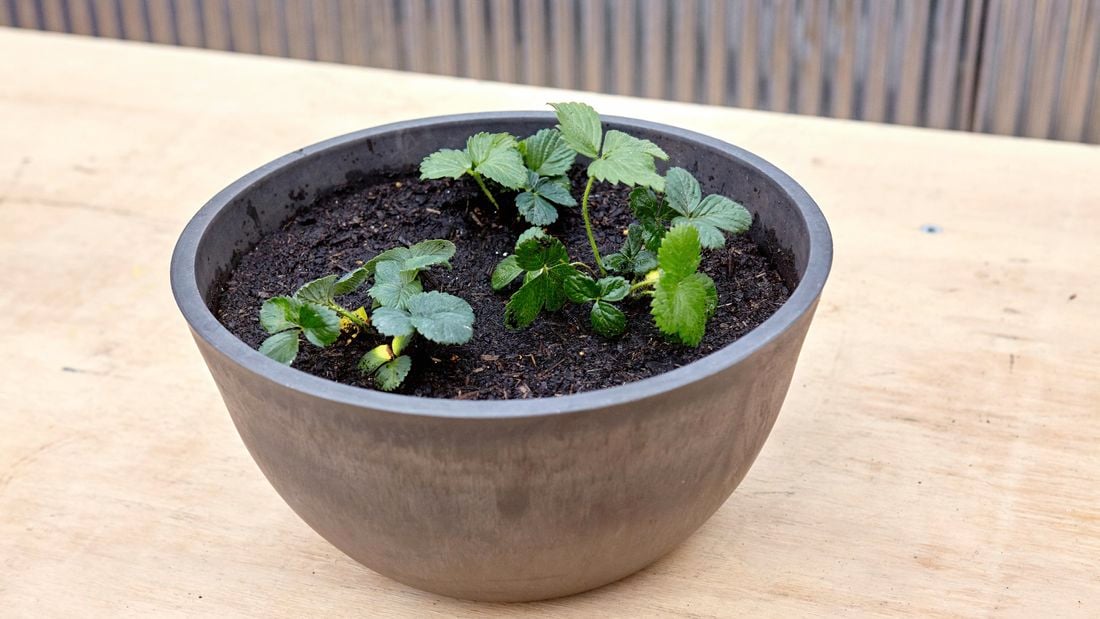 A black plant pot with small strawberry plants growing inside
