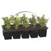 10 Cell English Box - Buxus sempervirens