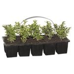 10 Cell English Box - Buxus sempervirens