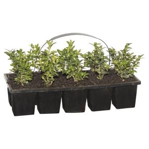 10 Cell English Box - Buxus sempervirens