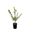 140mm Callistemon Hannah Ray - Callistemon viminalis