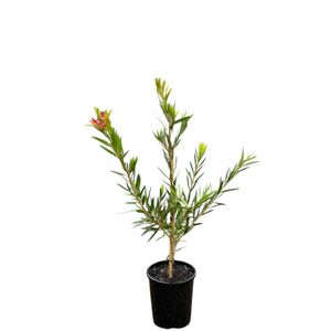 140mm Callistemon Hannah Ray - Callistemon viminalis