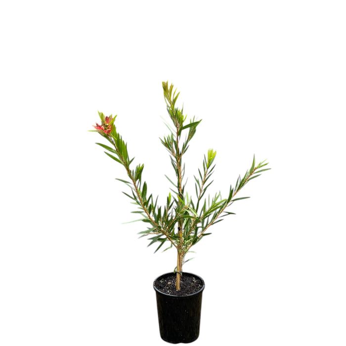 140mm Callistemon Hannah Ray - Callistemon viminalis