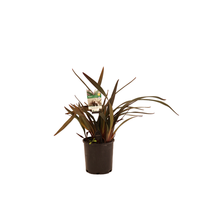 140mm Dianella Blaze - Dianella tasmanica