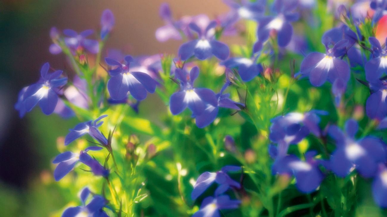 lobelia