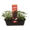 Punnet Carrot Purple - Daucus carota