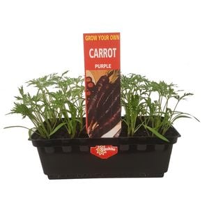 Punnet Carrot Purple - Daucus carota