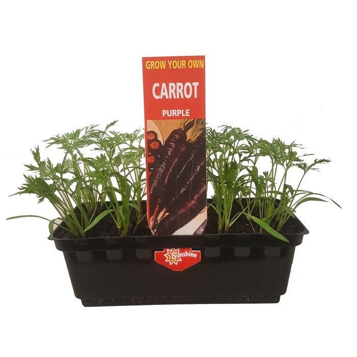 Punnet Carrot Purple - Daucus carota