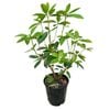 3.3L Vireya Tropical Glow - Rhododendron