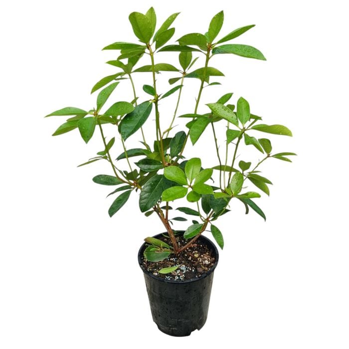 3.3L Vireya Tropical Glow - Rhododendron