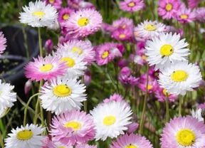 A field of pink and white everlasting daisies with yellow centres.
