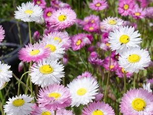 A field of pink and white everlasting daisies with yellow centres.