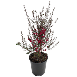 2.5L Manuka Assorted - Leptospermum
