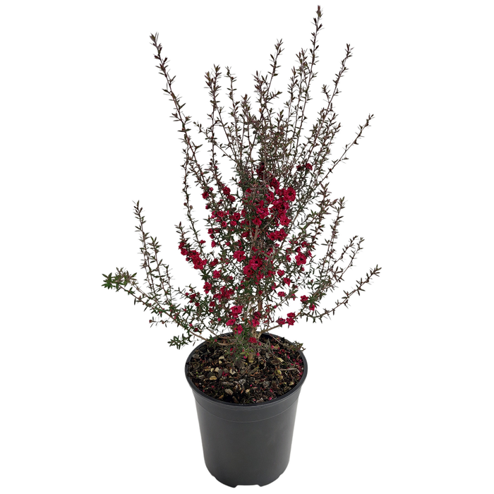 2.5L Manuka Assorted - Leptospermum