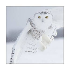 Artey | Owl in Flight I - Stretched Canvas - Stretched Canvas - 100 x 100cm
