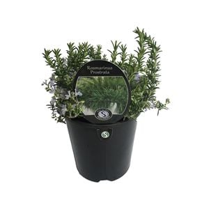 1.9L Rosemary Prostrata - Rosmarinus officinalis