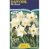 Daffodil Mount Hood - 5 Bulbs