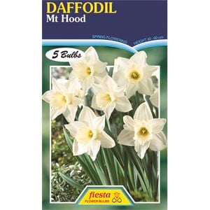 Daffodil Mount Hood - 5 Bulbs