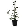 200mm Magnolia Fairy Cream - Magnolia hybrid Fairy Cream
