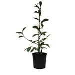 200mm Magnolia Fairy Cream - Magnolia hybrid Fairy Cream