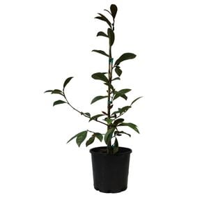 200mm Magnolia Fairy Cream - Magnolia hybrid Fairy Cream
