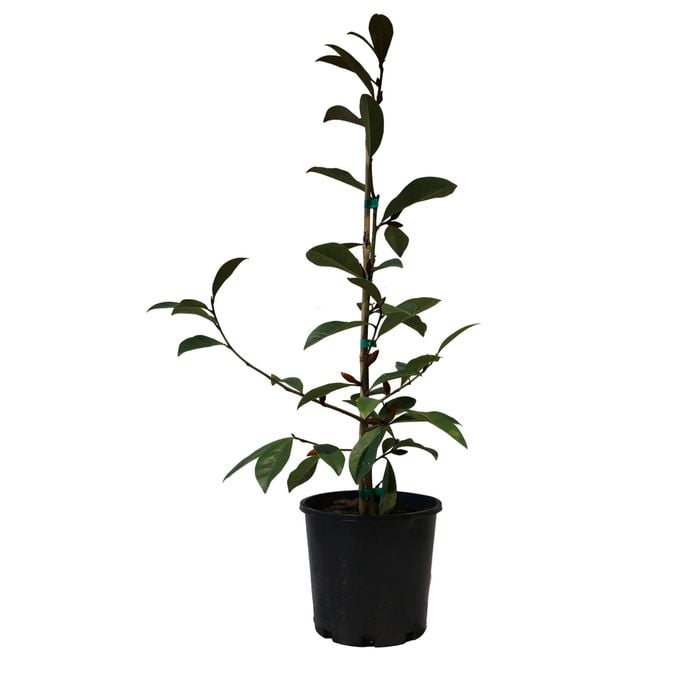 200mm Magnolia Fairy Cream - Magnolia hybrid Fairy Cream