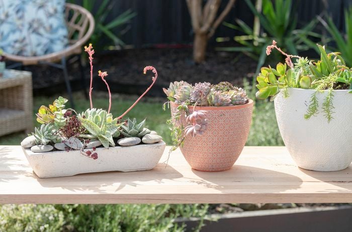 succulent bowl