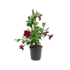 170mm Mandevilla Lannes - Diamantina Series