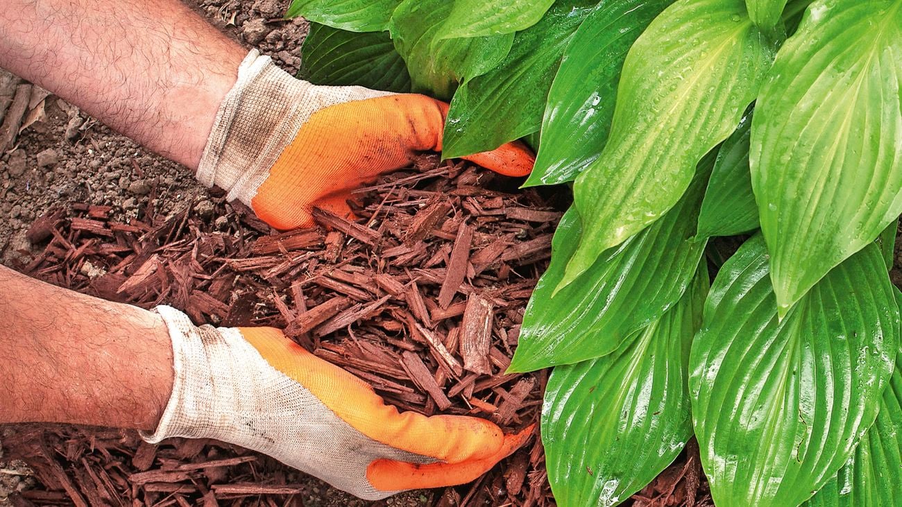 Hands with gloves holding mulch in garden bed.