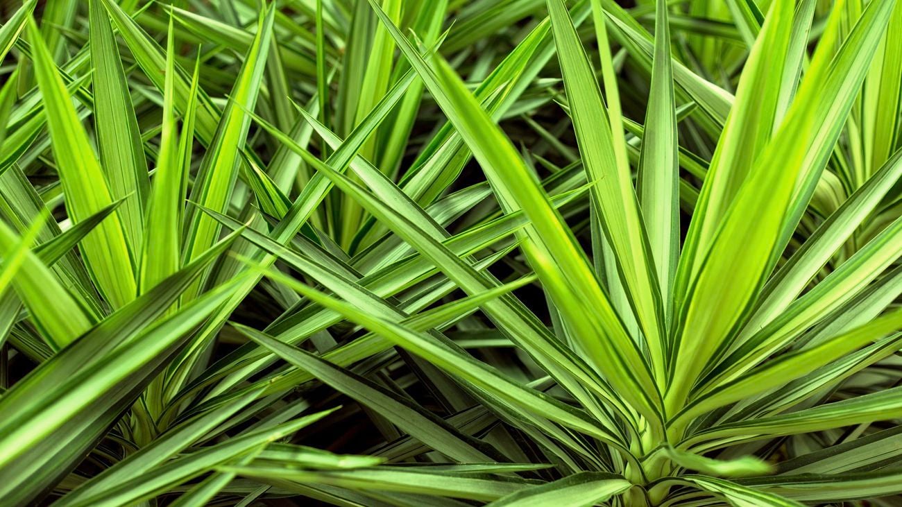 Yucca fronds