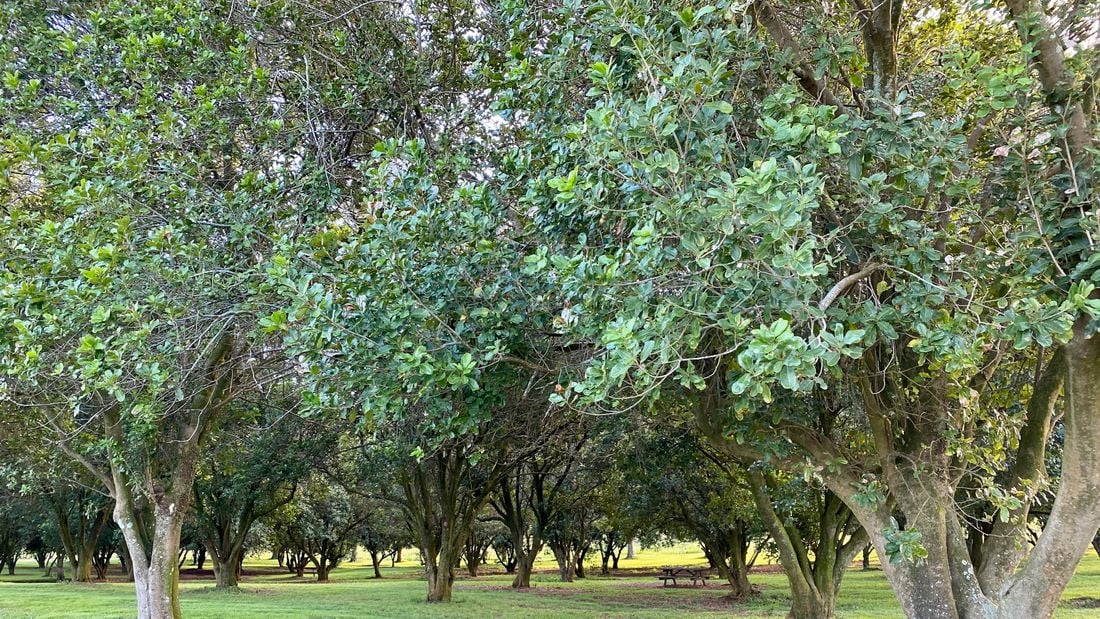Large macadamia trees in an orchard