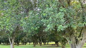 Large macadamia trees in an orchard