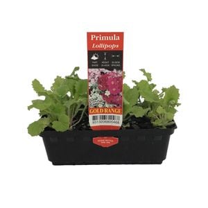 Punnet Primula Burgundy - Primula Malacoides