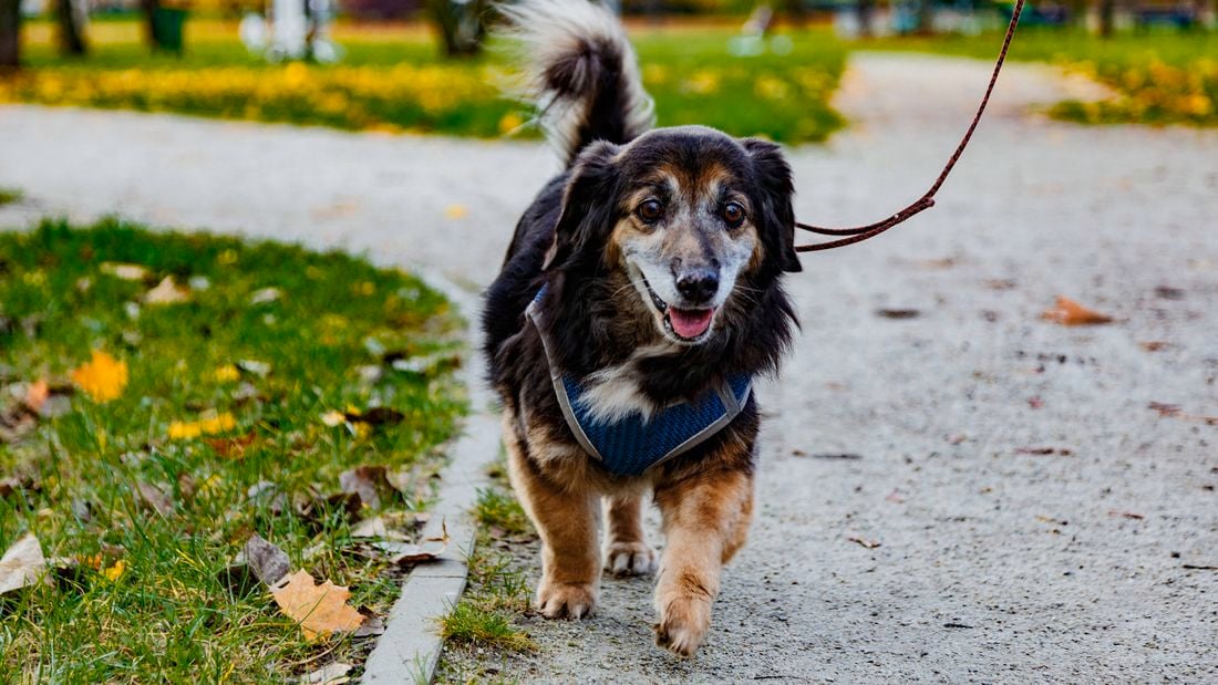 Image of a black small dog walking in a park in autumn with fallen orange leaves on the lawn and pathway, leashed, middle shot with the dog in the centre of the pictures.