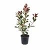 170mm Super Red - Photinia glabra