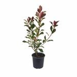 170mm Super Red - Photinia glabra
