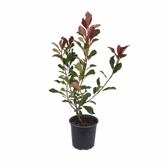 170mm Super Red - Photinia glabra
